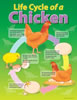 Charts Life Cycle of a Chicken