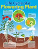 Charts Life Cycle of a Plant