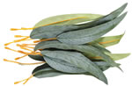 Gum Leaves Pack of 50